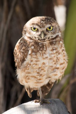Doğal ortamında oyulmuş Baykuş fotoğrafı..
