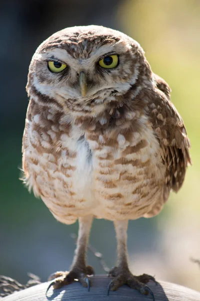 Doğal ortamında oyulmuş Baykuş fotoğrafı..