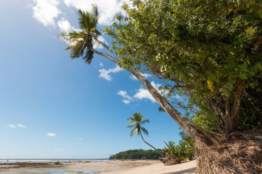 Boipeba Adası Bahia Brezilya 'da Hindistan cevizi palmiyeleri olan tropik bir sahil..