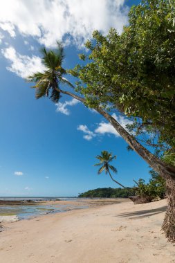 Boipeba Adası Bahia Brezilya 'da Hindistan cevizi palmiyeleri olan tropik bir sahil..