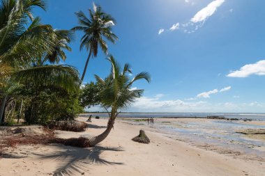 Boipeba Adası Bahia Brezilya 'da Hindistan cevizi palmiyeleri olan tropik bir sahil..