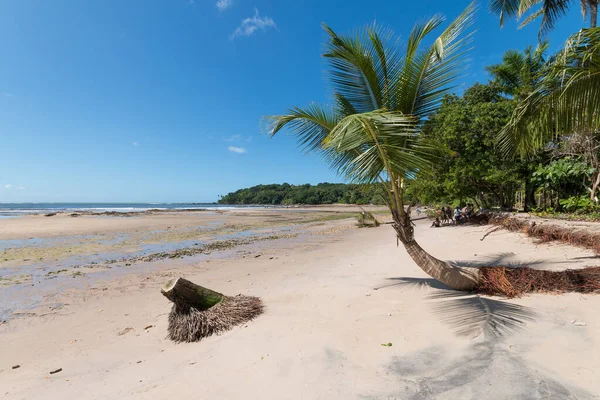 Boipeba Adası Bahia Brezilya 'da Hindistan cevizi palmiyeleri olan tropik bir sahil..