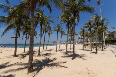 Rio de Janeiro Brezilya 'daki Leme sahilinde hindistan cevizi ağaçları.