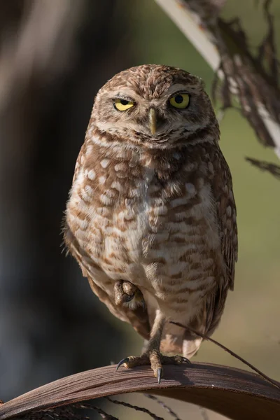 自然の生息地でフクロウを焼く近くに — ストック写真