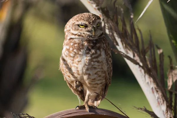 Burrowing Owl Hábitat Natural Cerca — Foto de Stock