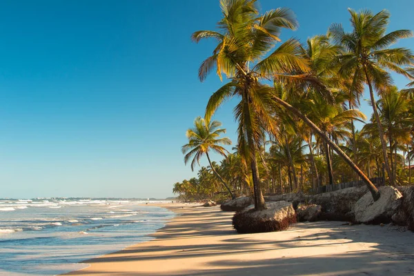 Tropical landscape with beach with coconut trees at sunset.