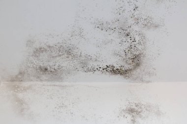 Eski beyaz duvardaki kalıp desenli arkaplan.