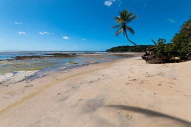 Boipeba Bahia Brezilya adasındaki Hindistan cevizi palmiye plajlı manzara.
