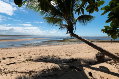 Boipeba Bahia Brezilya adasındaki Hindistan cevizi palmiye plajlı manzara.