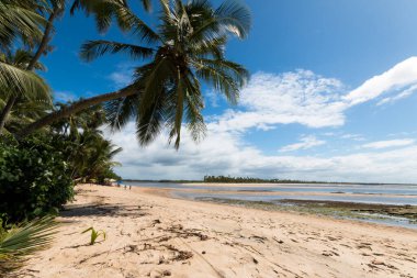 Boipeba Bahia Brezilya adasındaki Hindistan cevizi palmiye plajlı manzara.