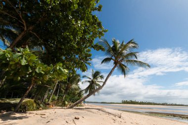 Boipeba Bahia Brezilya adasındaki Hindistan cevizi palmiye plajlı manzara.