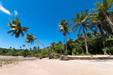 Boipeba Bahia Brezilya adasındaki Hindistan cevizi palmiye plajlı manzara.