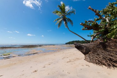 Boipeba Bahia Brezilya adasındaki Hindistan cevizi palmiye plajlı manzara.