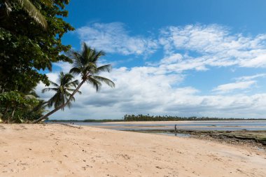 Boipeba Bahia Brezilya adasındaki Hindistan cevizi palmiye plajlı manzara.