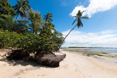 Boipeba Bahia Brezilya adasındaki Hindistan cevizi palmiye plajlı manzara.