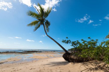 Boipeba Bahia Brezilya adasındaki Hindistan cevizi palmiye plajlı manzara.