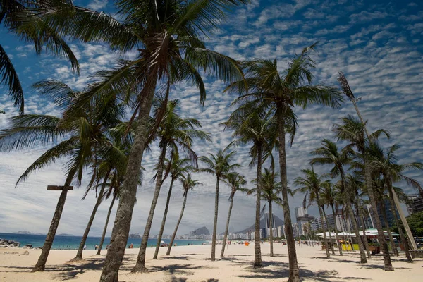 Copacabana Sahilinde Hindistan Cevizi Ağaçları Rio Janeiro Brezilya — Stok fotoğraf