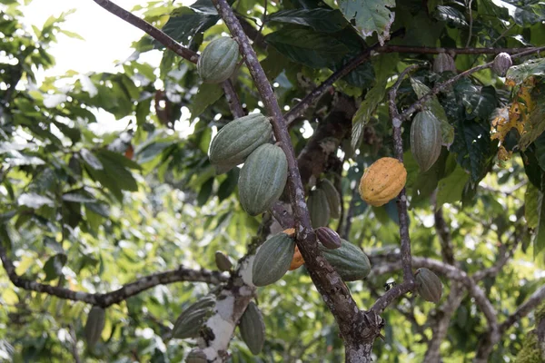 Azienda Agricola Con Piantagione Cacao Alla Frutta — Foto Stock