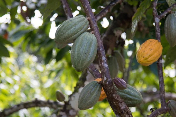 Azienda Agricola Con Piantagione Cacao Alla Frutta — Foto Stock