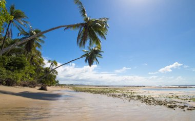 Bahia Brezilya 'daki Boipeba adasında hindistan cevizi ağaçları olan tropik bir sahil..