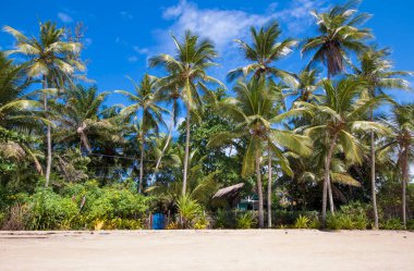 Bahia Brezilya 'daki Boipeba adasında hindistan cevizi ağaçları olan tropik bir sahil..