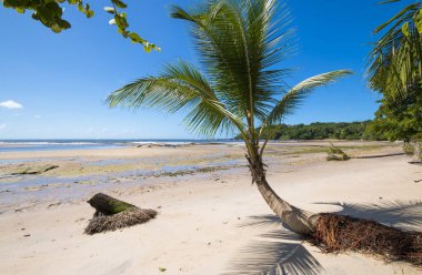 Bahia Brezilya 'daki Boipeba adasında hindistan cevizi ağaçları olan tropik bir sahil..