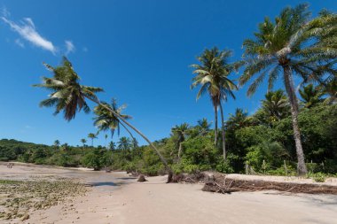 Bahia Brezilya 'daki Boipeba adasında hindistan cevizi ağaçları olan tropik bir sahil..