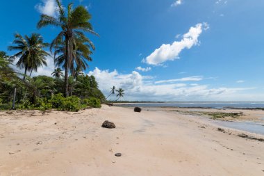 Bahia Brezilya 'daki Boipeba adasında hindistan cevizi ağaçları olan tropik bir sahil..