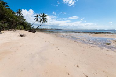 Bahia Brezilya 'daki Boipeba adasında hindistan cevizi ağaçları olan tropik bir sahil..