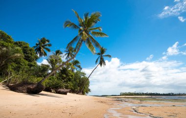 Bahia Brezilya 'daki Boipeba adasında hindistan cevizi ağaçları olan tropik bir sahil..