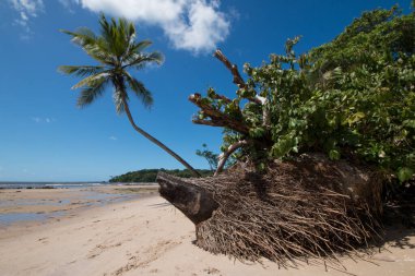 Bahia Brezilya 'daki Boipeba adasında hindistan cevizi ağaçları olan tropik bir sahil..