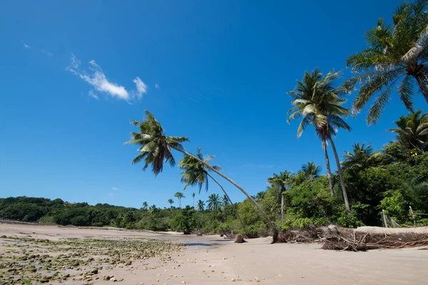 Bahia Brezilya 'daki Boipeba adasında hindistan cevizi ağaçları olan tropik bir sahil..