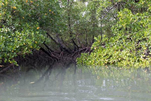 Veduta Delle Radici Della Vegetazione Mangrovie Tropicali — Foto Stock