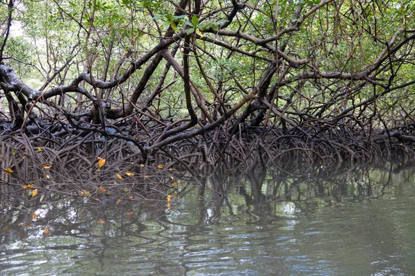 热带红树林植被的根系概览 — 图库照片