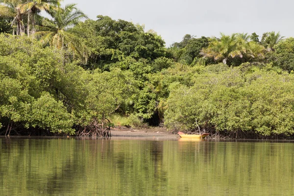 Вид Корни Тропической Мангровой Растительности — стоковое фото