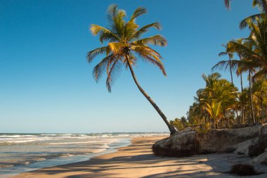 Gün batımında hindistan cevizi ağaçları olan terk edilmiş tropikal plaj..