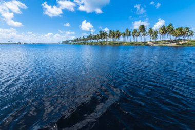 Hindistan cevizi ağaçları ve mavi gökyüzü ile tropik yaz manzarası.