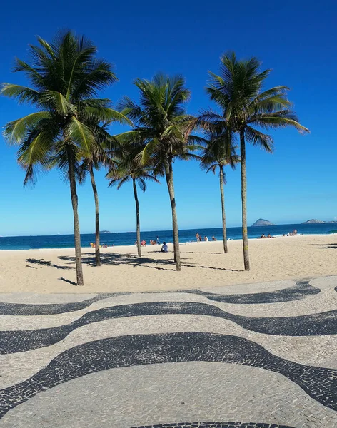 Copacabana sahilinde hindistan cevizi ağaçları Rio de Janeiro Brezilya.
