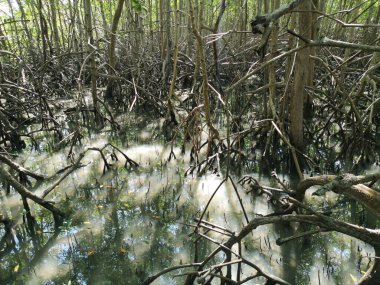 Kökleri olan doğal mangrov bitkisi..