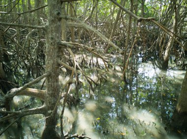 Kökleri olan doğal mangrov bitkisi..