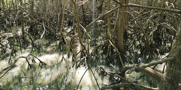 Природная Мангровая Растительность Корнями — стоковое фото