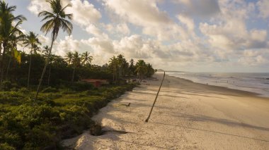 Ilheus Bahia Brezilya sahilinde Hindistan cevizi ağaçlarıyla kumsalın insansız hava aracı görüntüsü..