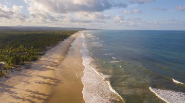 Ilheus Bahia Brezilya sahilinde Hindistan cevizi ağaçlarıyla kumsalın insansız hava aracı görüntüsü..