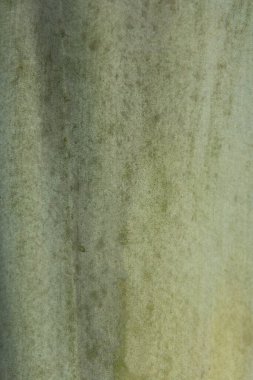 Yeşil kaktüs yaprağı desenli arkaplan