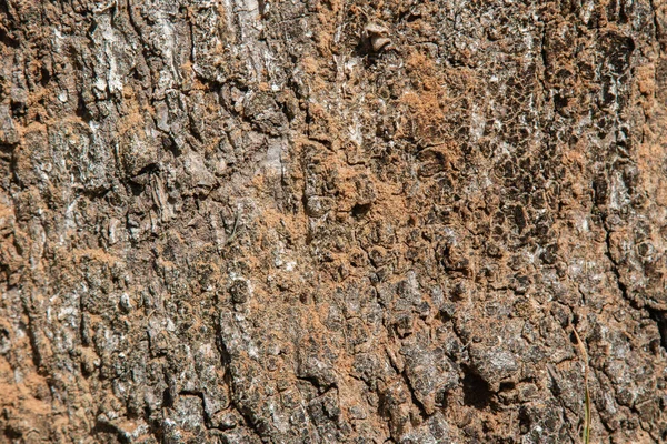 Fondo Con Textura Madera Del Tronco Del Árbol — Foto de Stock