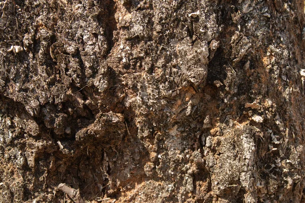 Fondo Con Textura Madera Del Tronco Del Árbol — Foto de Stock