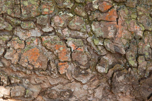 Fondo Con Textura Madera Del Tronco Del Árbol — Foto de Stock