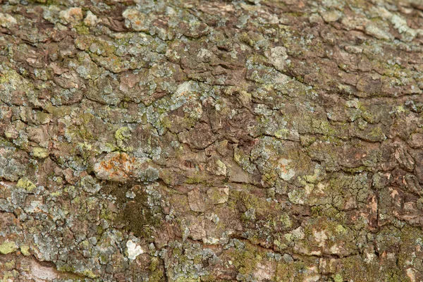 Background Wood Texture Tree Trunk — Stock Photo, Image