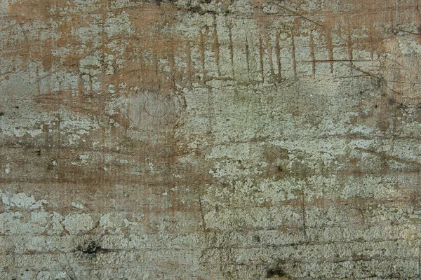 Tło Teksturą Drewna Pnia Drzewa — Zdjęcie stockowe