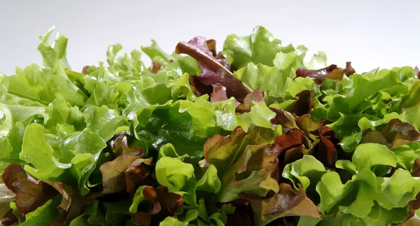 Зеленый салат и красный — стоковое фото